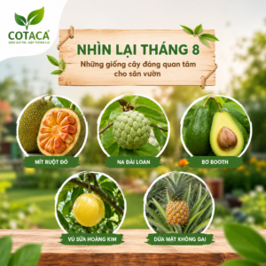 Nhìn lại tháng 8 với những giống cây ăn quả đáng quan tâm cho sân vườn